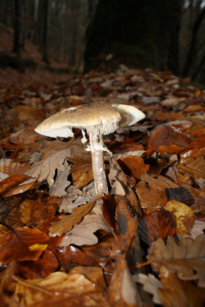 pilz entdeckt auf dem weg zur burg meisterseel