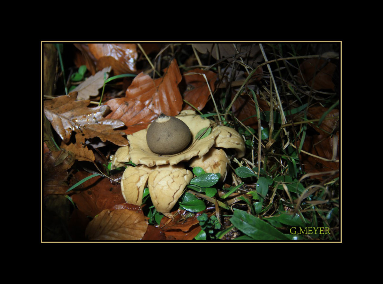 Pilz, Erdstern, Geastrum