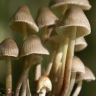 pilz-familie