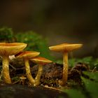 Pilz-Familie