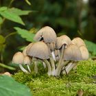 Pilz-Familie