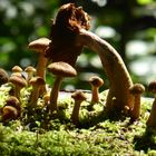 Pilz-Familie