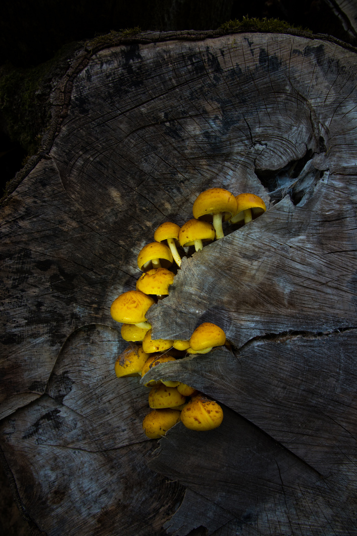 Pilz Familie