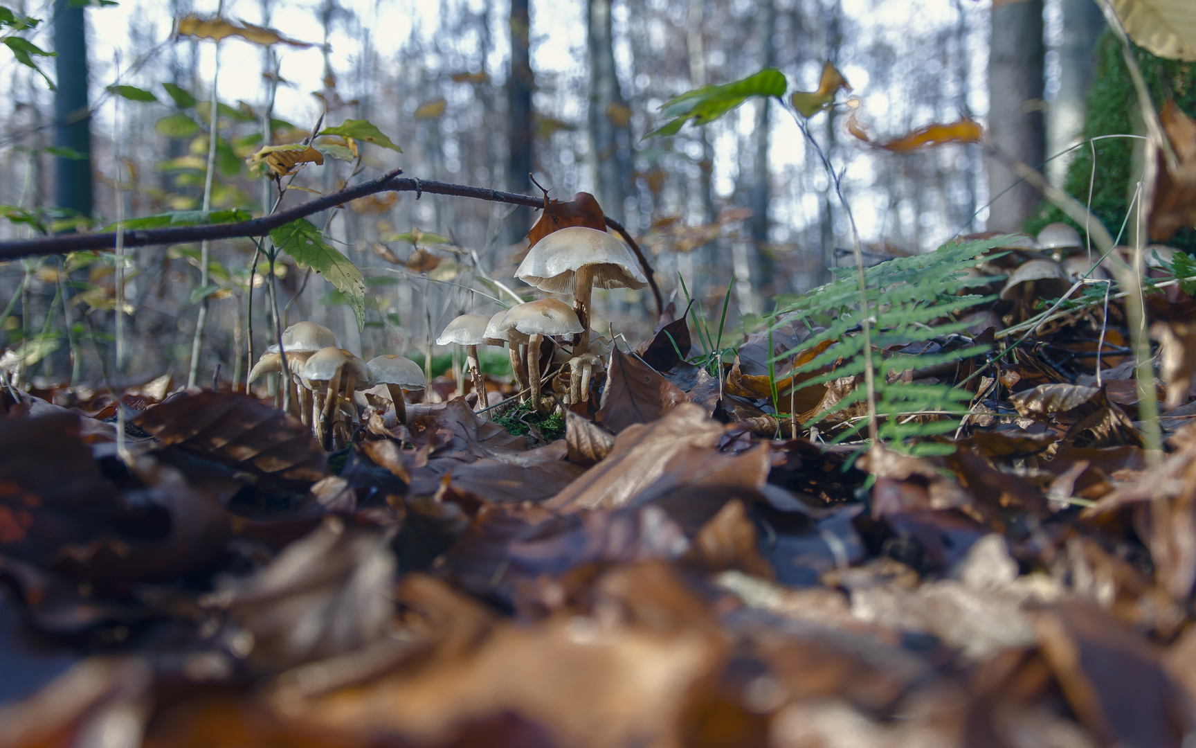 Pilz Familie