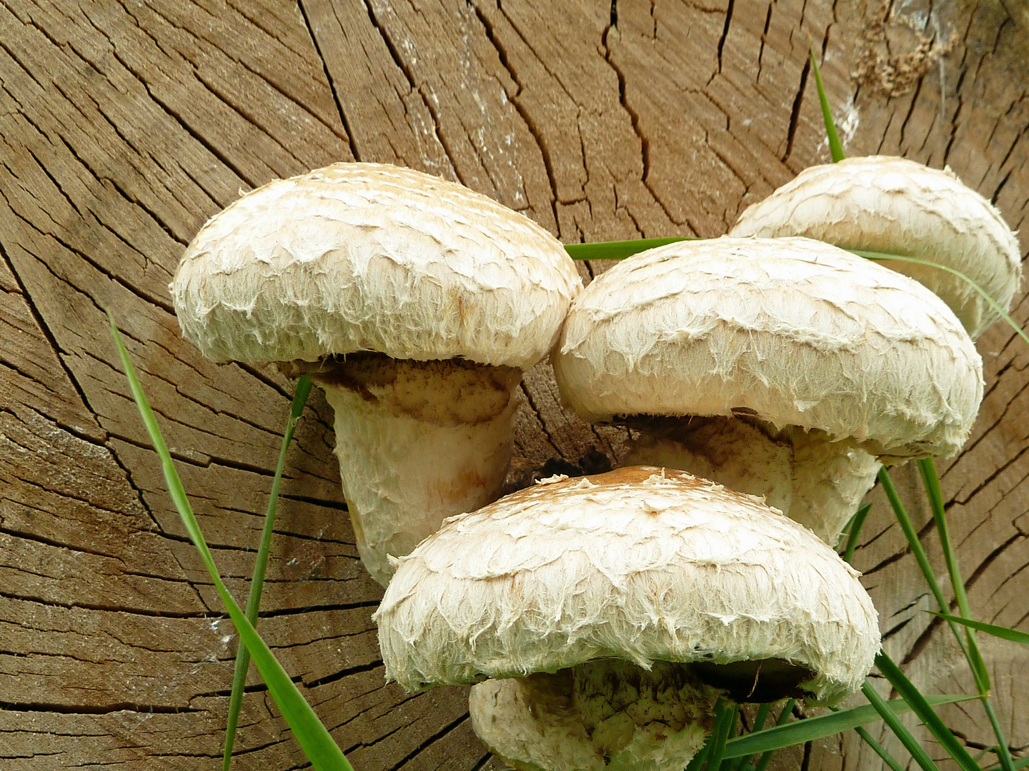 Pilz-Familie im Herbst