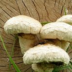 Pilz-Familie im Herbst