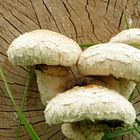 Pilz-Familie im Herbst