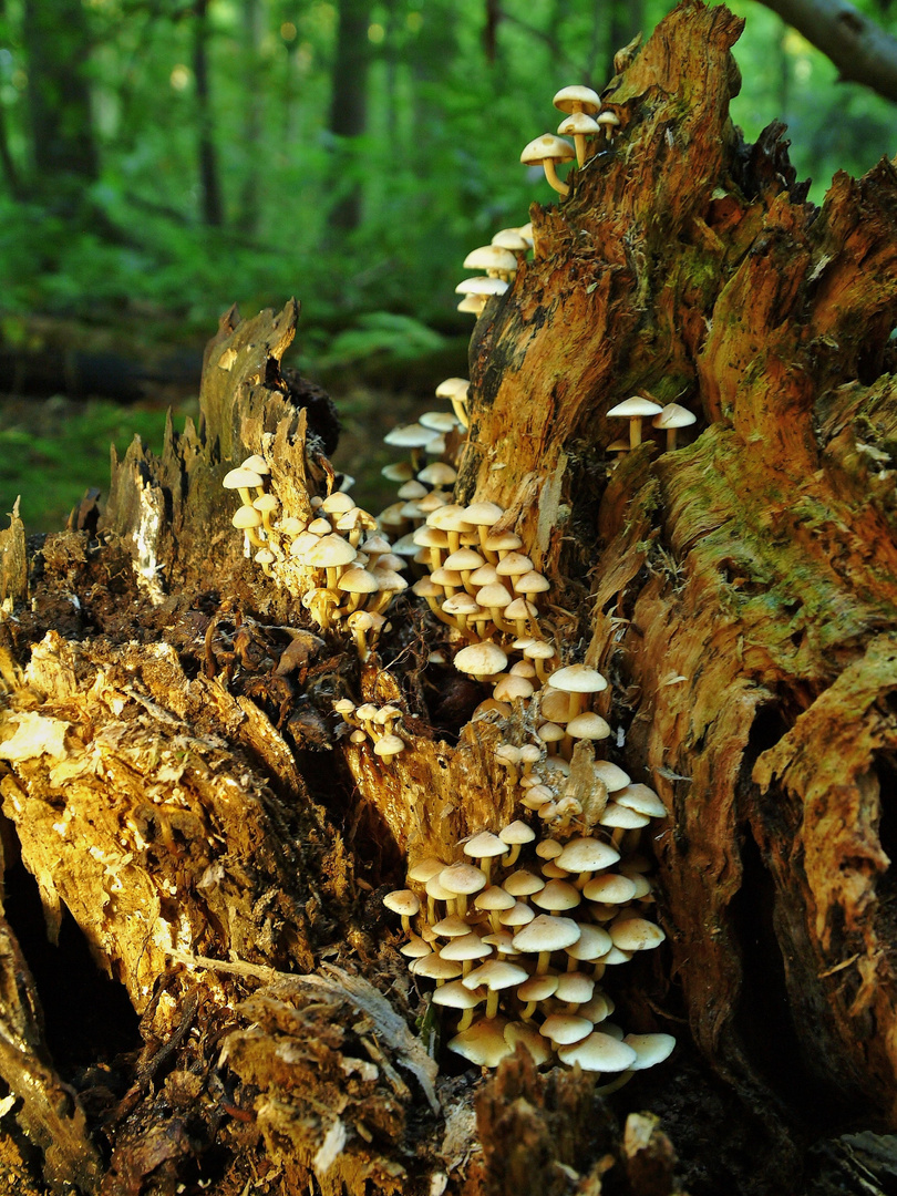 Pilz-Familie im tiefen Wald / Mushrooms Meeting