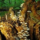 Pilz-Familie im tiefen Wald / Mushrooms Meeting