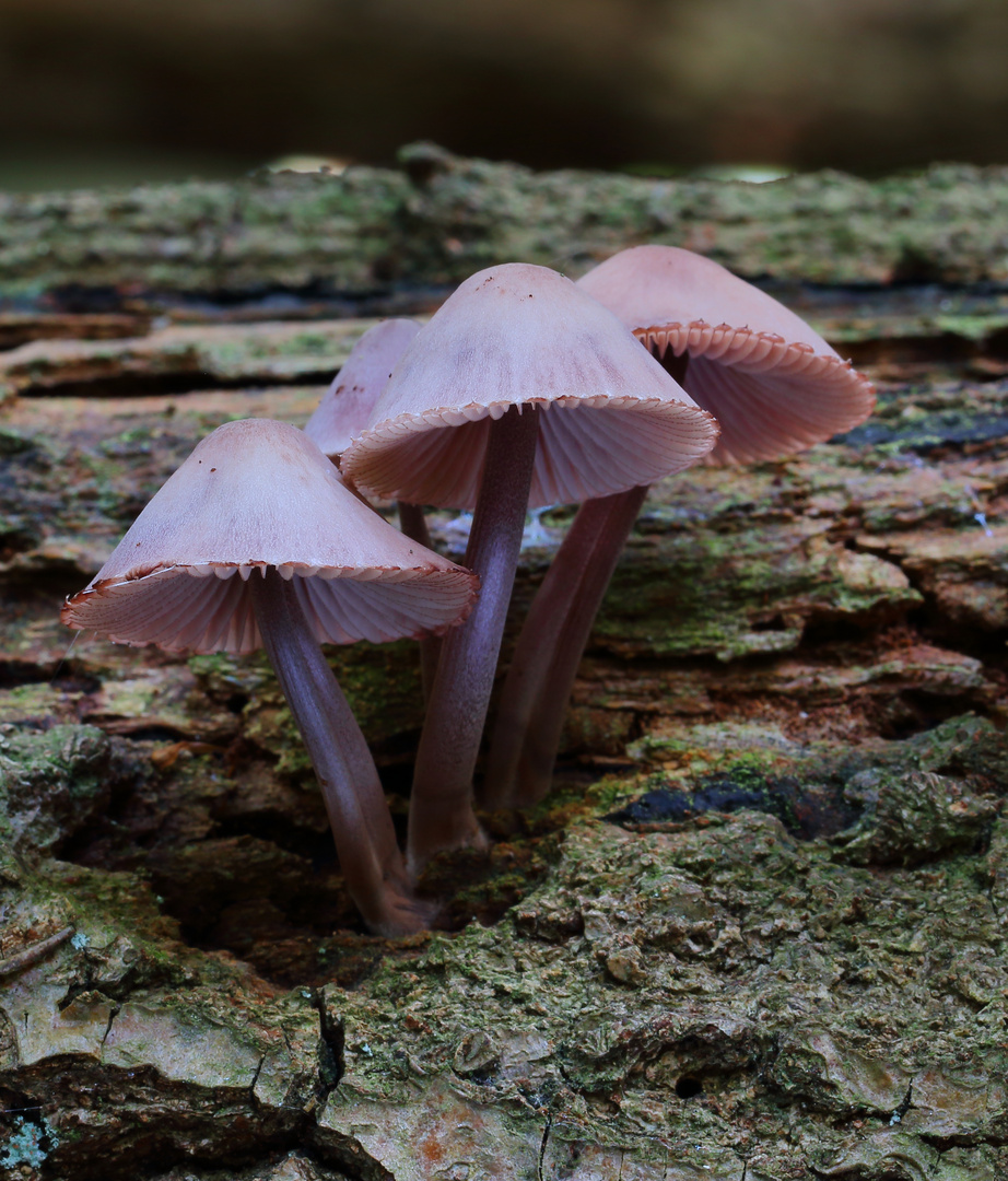 Pilz-Familie in Rot