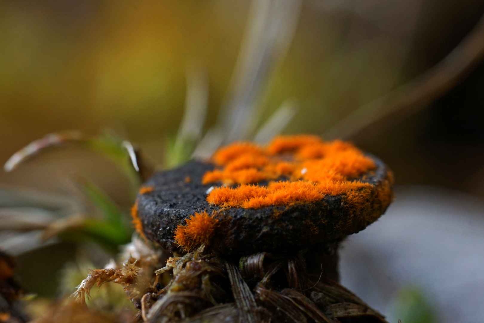 Pilz, Flechte, oder Fadenalgen?