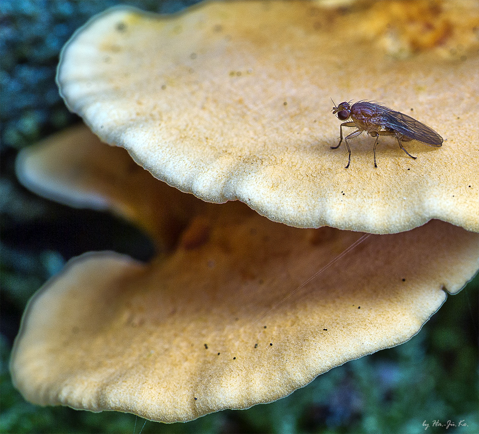 Pilz Fliege