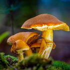 Pilz Focus Stacking