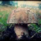 Pilz  Format 16:9