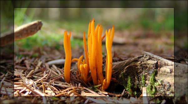 Pilz-Formation im Wald