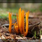 Pilz-Formation im Wald