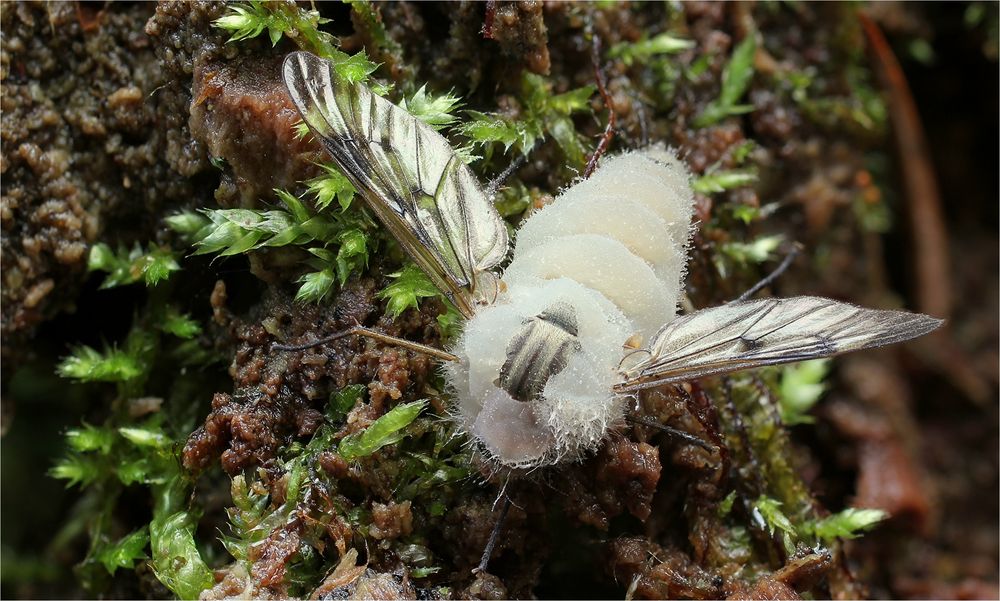 pilz frißt fliege......