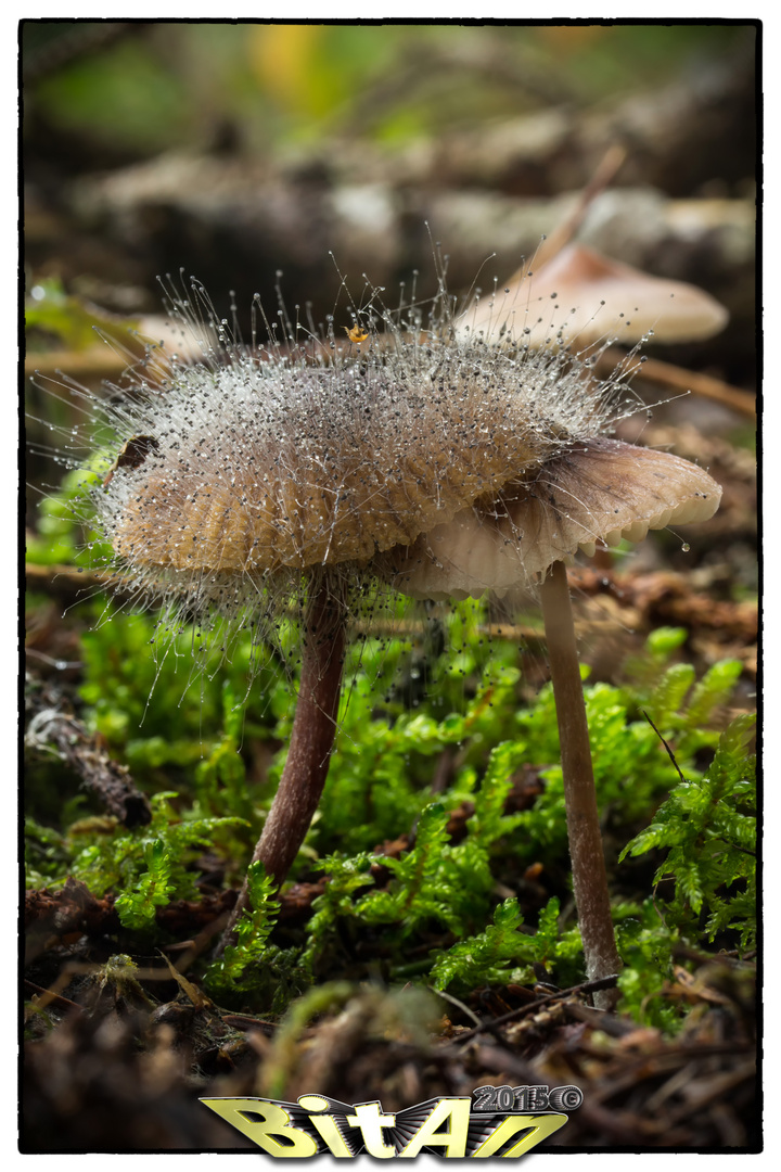 Pilz frisst Pilz