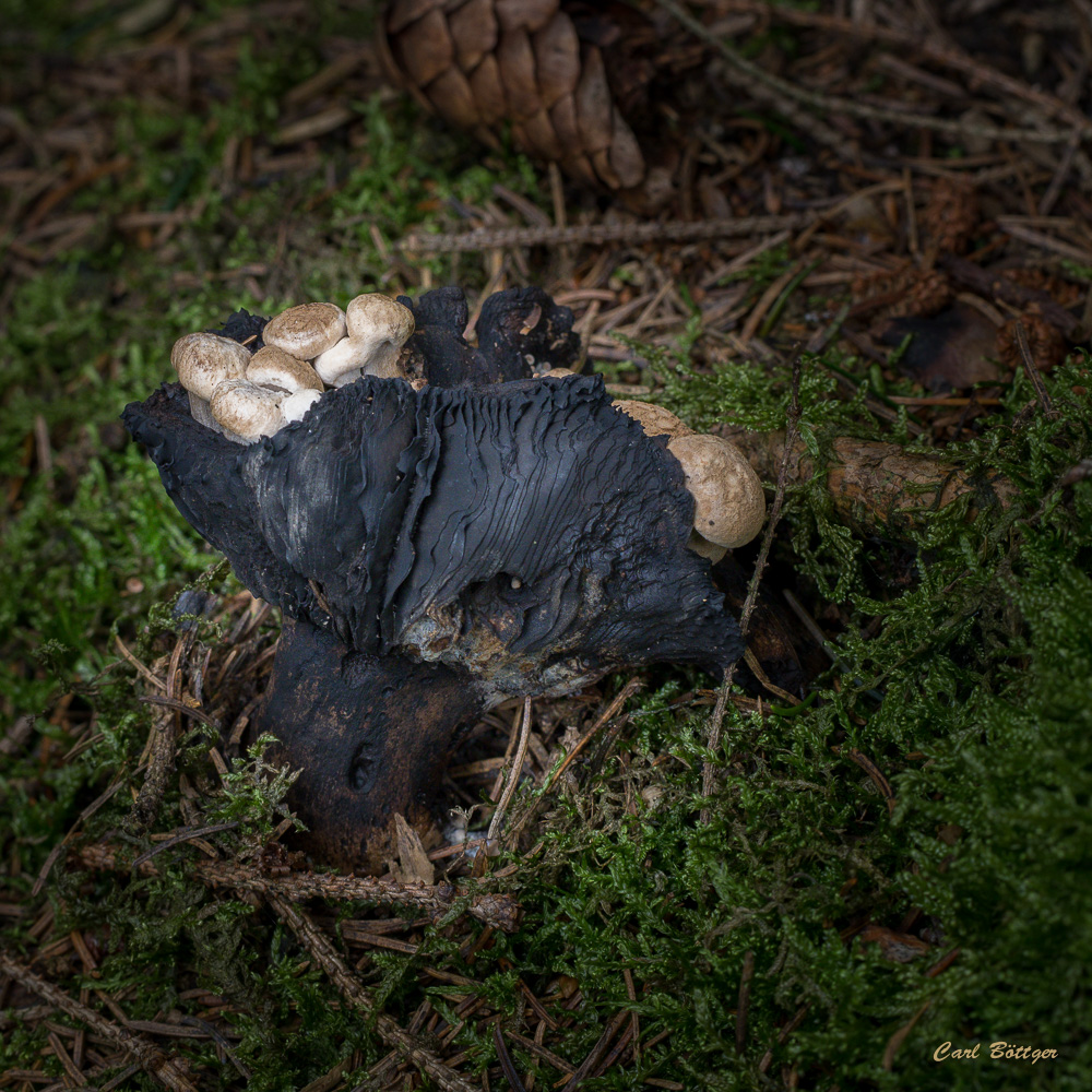 Pilz frisst Pilz - Stäubende Zwitterling (Asterophora lycoperdoides)