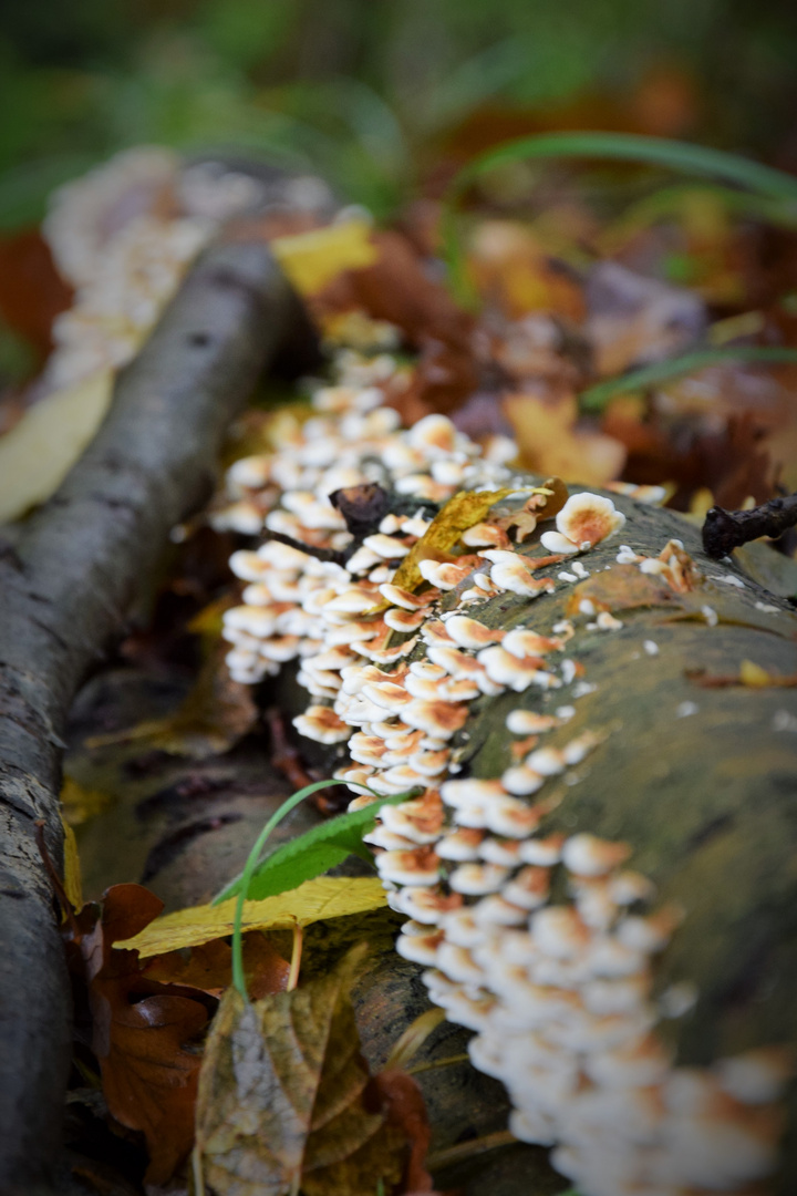 Pilz für Pilz