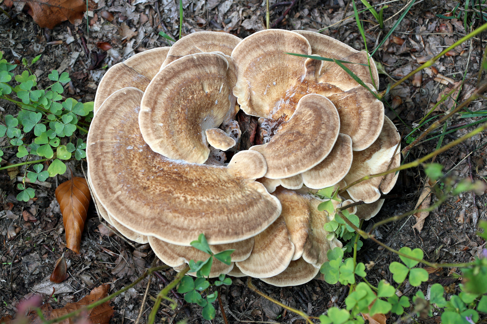 Pilz -Fungi- -10-