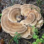 Pilz -Fungi- -10-