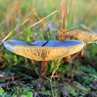 Pilz -Fungi- -12-