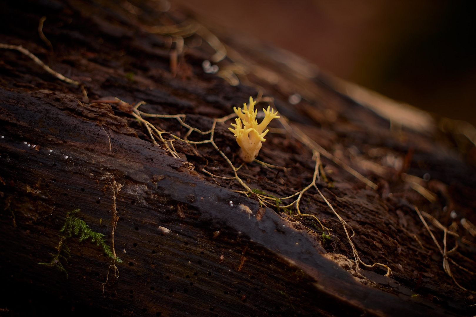 Pilz Geflecht