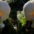 Pilz - gerade noch rechtzeitig fotografiert (3D-X-View Cha-Cha)