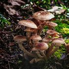 Pilz-Gesellschaft