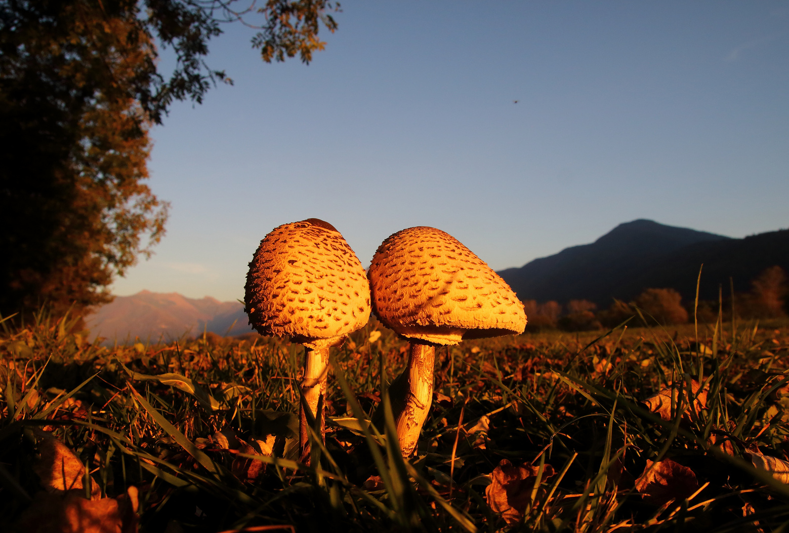 Pilz-Giganten