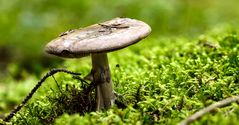 Pilz - Grauer Wulstling