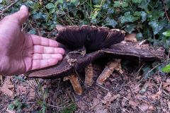 Pilz - Größenvergleich (Waldegerlinge)