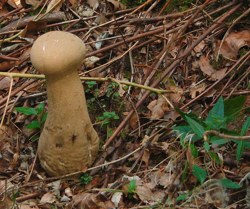 Pilz hat eine Spinne angelockt