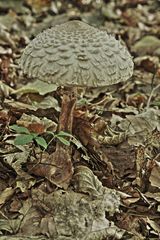 Pilz HDR