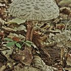 Pilz HDR