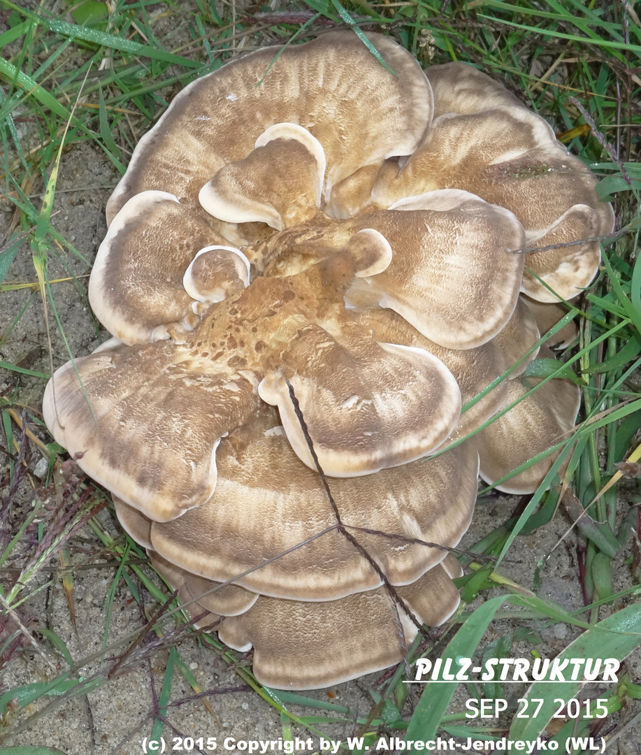 Pilz-(Holz)Struktur