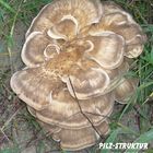 Pilz-(Holz)Struktur