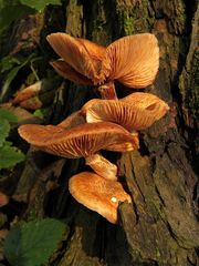 PILZ I: Auf den alten Pappeln im Naturschutzgebiet wachsen alle möglichen Pilze.