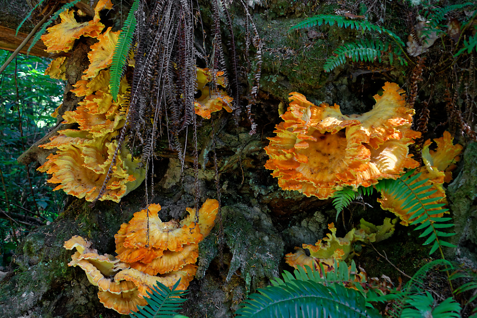 Pilz-Idylle im Zauberwald