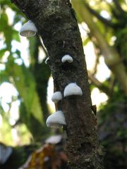 PILZ II: Wie frischgewaschene kleine Wollmützen sehen diese nur 5mm breiten Pilzchen aus.