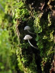 PILZ III: Nur 2 - 3 mm breit sind die Hüte dieser kleinen Pilze, deren Namen ich gerne wüßte.