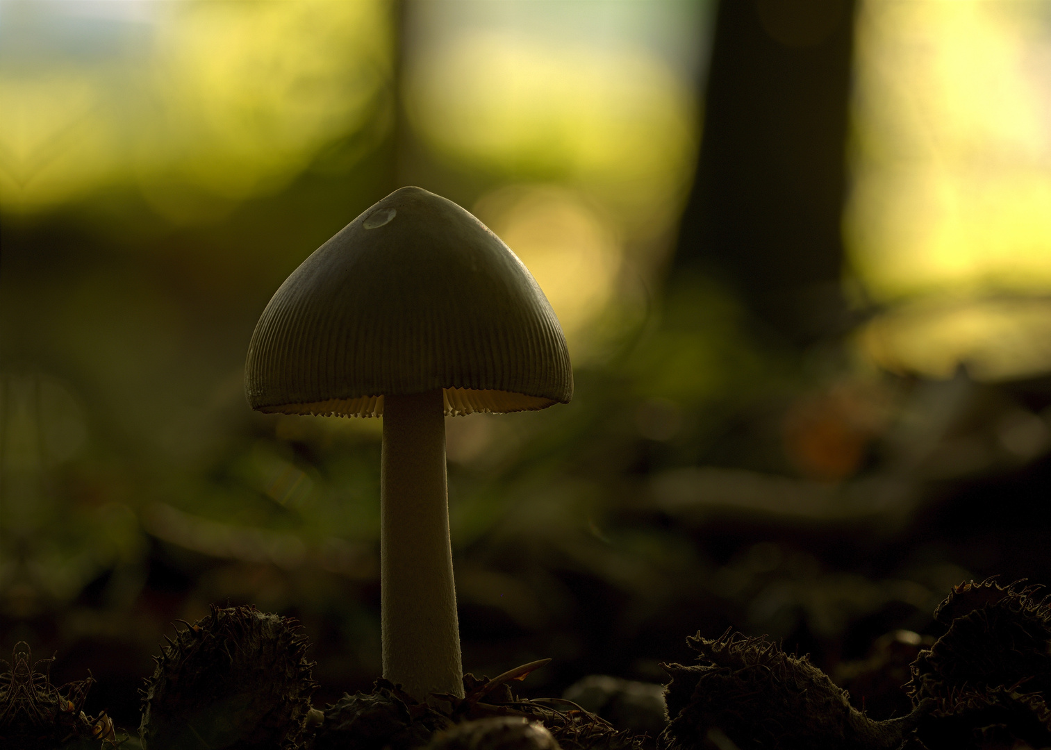 Pilz im Abendlicht