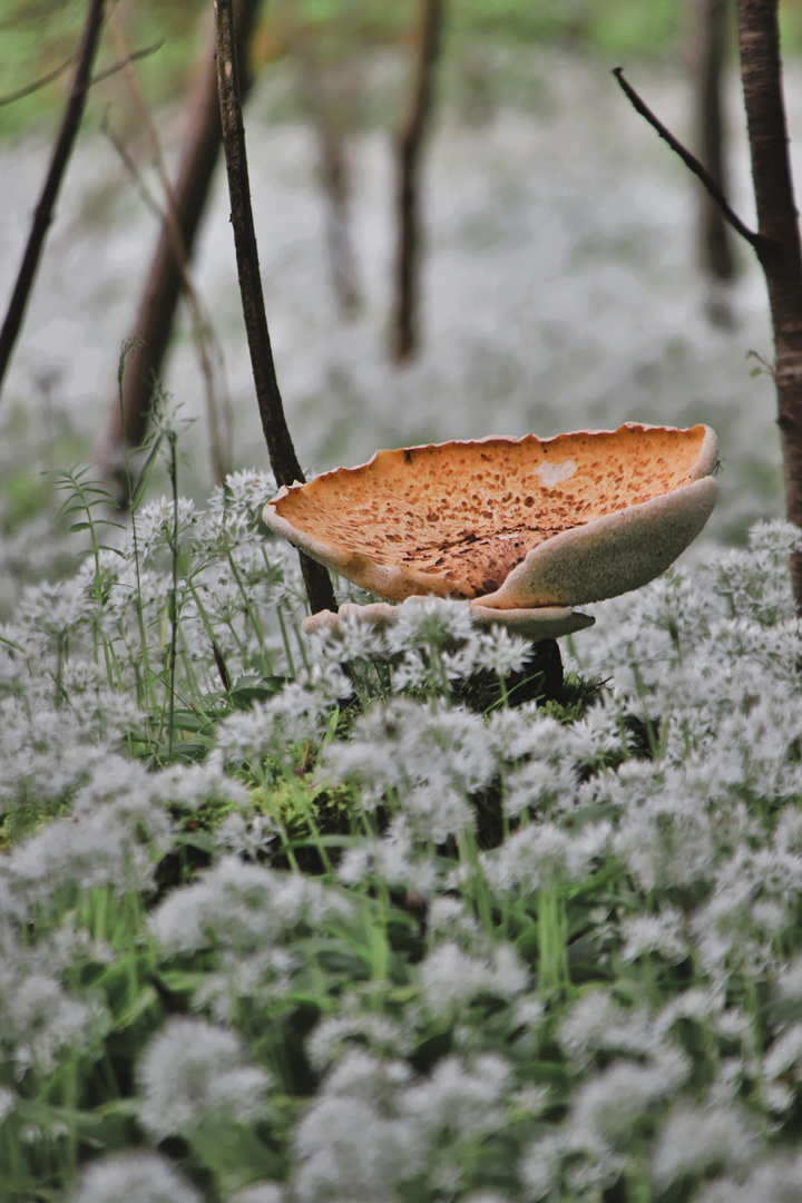 Pilz im Bärlauchwald