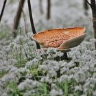 Pilz im Bärlauchwald