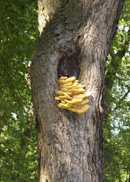 Pilz im Baum