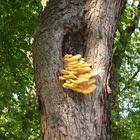 Pilz im Baum