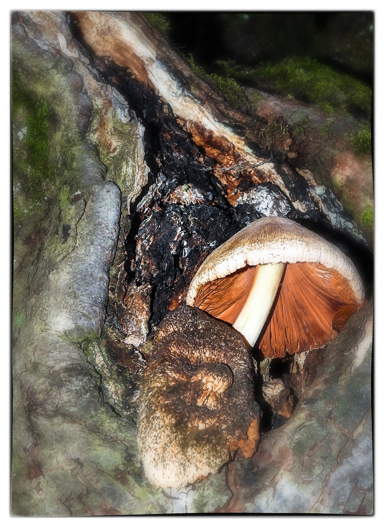 Pilz im Baum