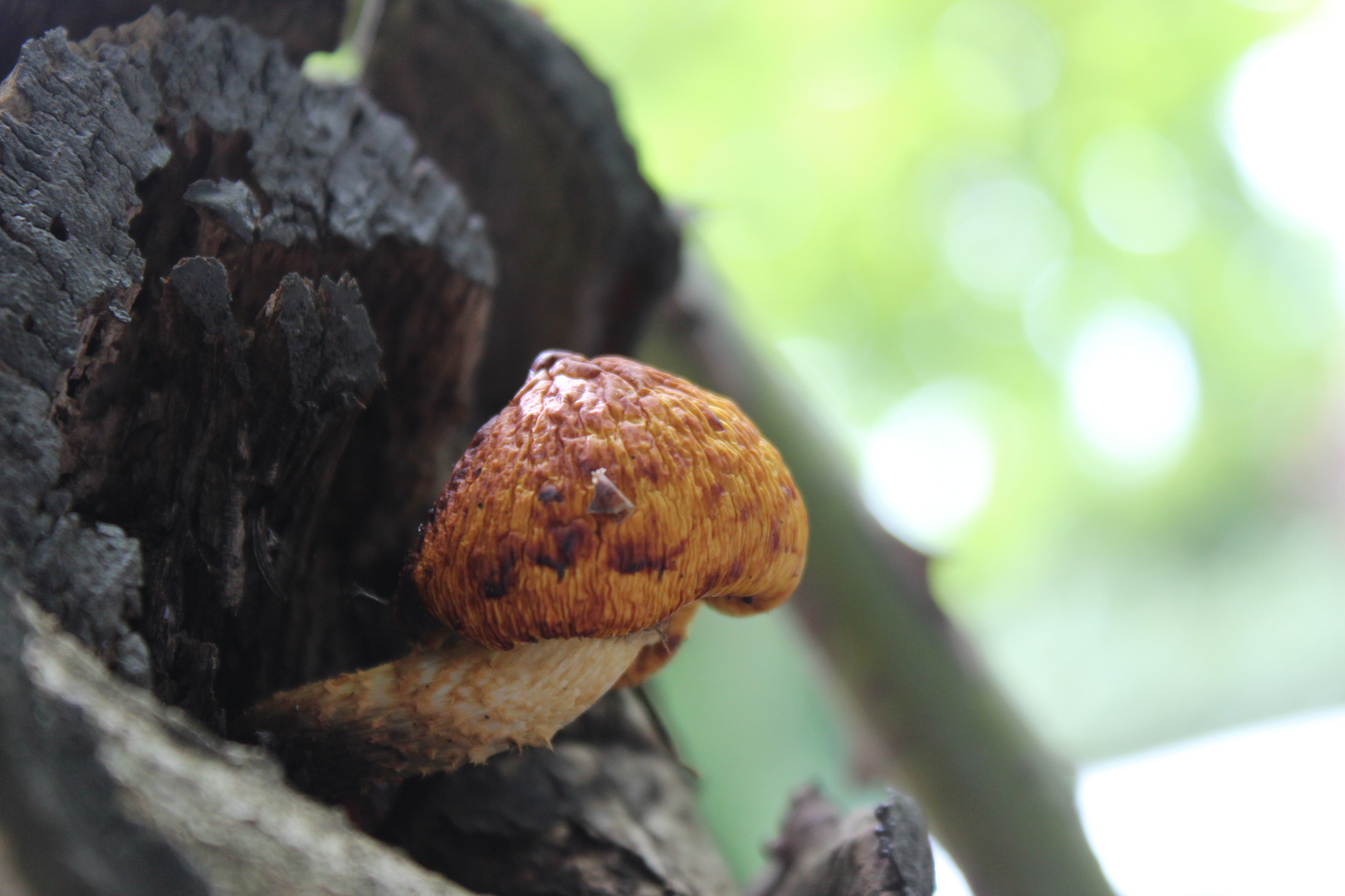 Pilz im Baum