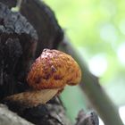 Pilz im Baum